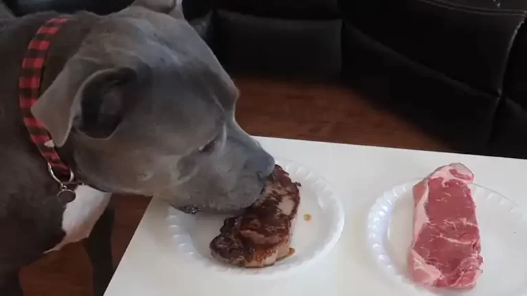 Can Dogs Eat Roast Beef